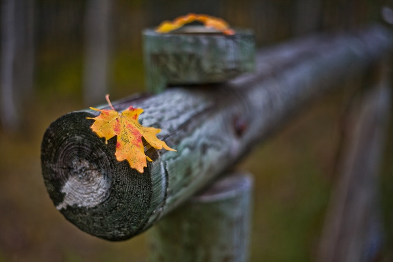 Illustration for article titled 40 Stunning Photos Of Fall Foliage